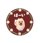 レトロ風♡春♡ポメ推しスタンプ（個別スタンプ：20）