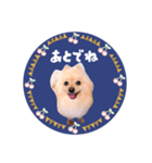 レトロ風♡春♡ポメ推しスタンプ（個別スタンプ：21）