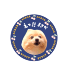 レトロ風♡春♡ポメ推しスタンプ（個別スタンプ：24）