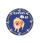 レトロ風♡春♡ポメ推しスタンプ（個別スタンプ：31）