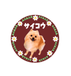 レトロ風♡春♡ポメ推しスタンプ（個別スタンプ：34）