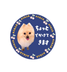 レトロ風♡春♡ポメ推しスタンプ（個別スタンプ：37）