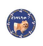レトロ風♡春♡ポメ推しスタンプ（個別スタンプ：38）