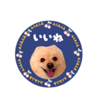 レトロ風♡春♡ポメ推しスタンプ（個別スタンプ：39）