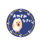 レトロ風♡春♡ポメ推しスタンプ（個別スタンプ：40）
