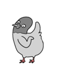 澄んだ目の鳩（個別スタンプ：12）
