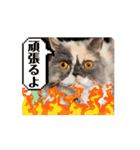 UNEちゃん動くスタンプ（個別スタンプ：9）