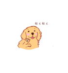 ゴールデンレトリバーのスタンプ(かわいい)（個別スタンプ：10）