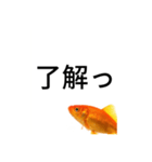金魚のおもしろスタンプ（個別スタンプ：1）