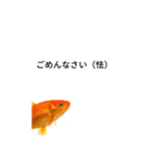 金魚のおもしろスタンプ（個別スタンプ：2）