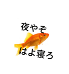 金魚のおもしろスタンプ（個別スタンプ：3）