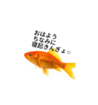 金魚のおもしろスタンプ（個別スタンプ：4）