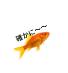 金魚のおもしろスタンプ（個別スタンプ：5）