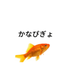 金魚のおもしろスタンプ（個別スタンプ：6）