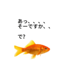 金魚のおもしろスタンプ（個別スタンプ：7）