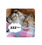 髙橋にゃんこ大集合（個別スタンプ：14）