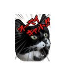 マサラ社長のLINEスタンプ（個別スタンプ：1）