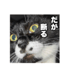 マサラ社長のLINEスタンプ（個別スタンプ：3）