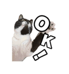 マサラ社長のLINEスタンプ（個別スタンプ：4）