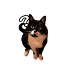 マサラ社長のLINEスタンプ（個別スタンプ：13）