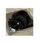 マサラ社長のLINEスタンプ（個別スタンプ：16）