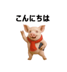 キュートなブタさん リアル2（個別スタンプ：1）