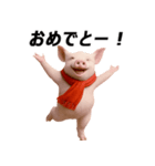 キュートなブタさん リアル2（個別スタンプ：5）