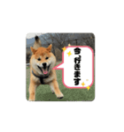 僕、わさび（個別スタンプ：5）