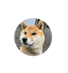 僕、わさび（個別スタンプ：11）