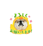 僕、わさび（個別スタンプ：13）