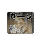 僕、わさび（個別スタンプ：15）