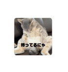 髙橋にゃんこ大集合②！（個別スタンプ：5）