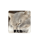 髙橋にゃんこ大集合②！（個別スタンプ：6）