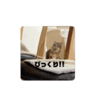 髙橋にゃんこ大集合②！（個別スタンプ：7）