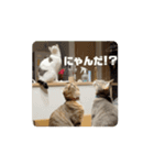 髙橋にゃんこ大集合②！（個別スタンプ：10）