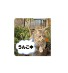 髙橋にゃんこ大集合②！（個別スタンプ：11）
