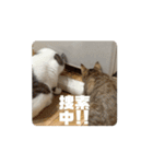 髙橋にゃんこ大集合②！（個別スタンプ：12）