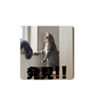 髙橋にゃんこ大集合②！（個別スタンプ：14）