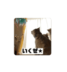 髙橋にゃんこ大集合②！（個別スタンプ：15）