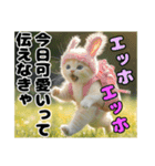 エッホエッホ ねこは〇〇しなきゃ！（個別スタンプ：2）