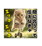 エッホエッホ ねこは〇〇しなきゃ！（個別スタンプ：3）