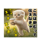 エッホエッホ ねこは〇〇しなきゃ！（個別スタンプ：11）