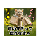 エッホエッホ ねこは〇〇しなきゃ！（個別スタンプ：12）
