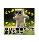 エッホエッホ ねこは〇〇しなきゃ！（個別スタンプ：18）
