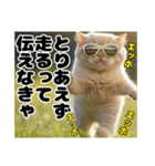 エッホエッホ ねこは〇〇しなきゃ！（個別スタンプ：19）