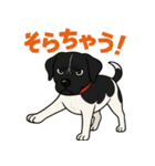 和歌山弁の犬（石松）その3（個別スタンプ：1）
