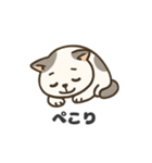 猫シロのまいにちスタンプ（個別スタンプ：40）