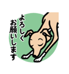 【フォーン4】1年中使えるイタグレスタンプ（個別スタンプ：9）