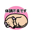【フォーン4】1年中使えるイタグレスタンプ（個別スタンプ：20）