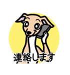 【フォーン4】1年中使えるイタグレスタンプ（個別スタンプ：24）